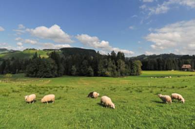 Lämmer auf der Weide