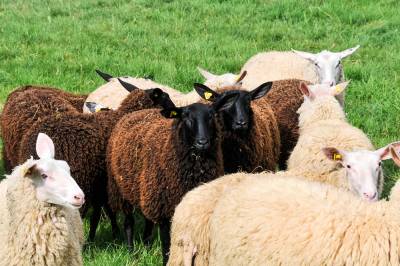 Lämmer im Alter von ungefähr fünf Monaten